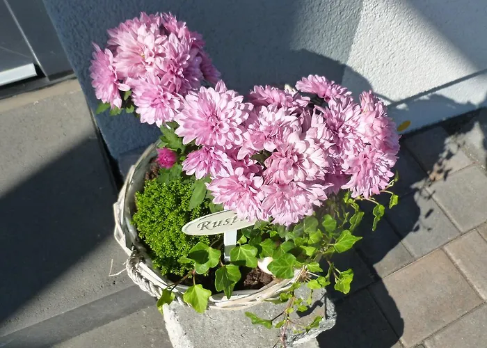 Susanne 布鲁蒂凡科